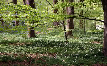 Vårcup løp (siste)